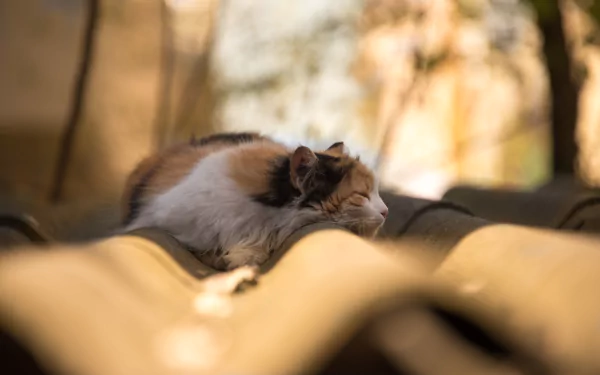 roof depth of field sleeping Animal cat HD Desktop Wallpaper | Background Image
