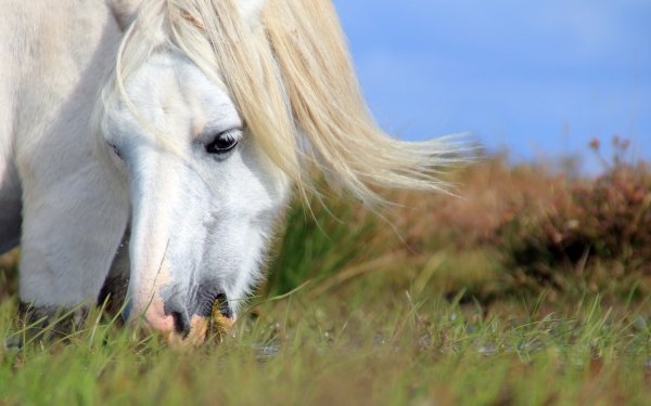 Animal Horse HD Wallpaper | Background Image