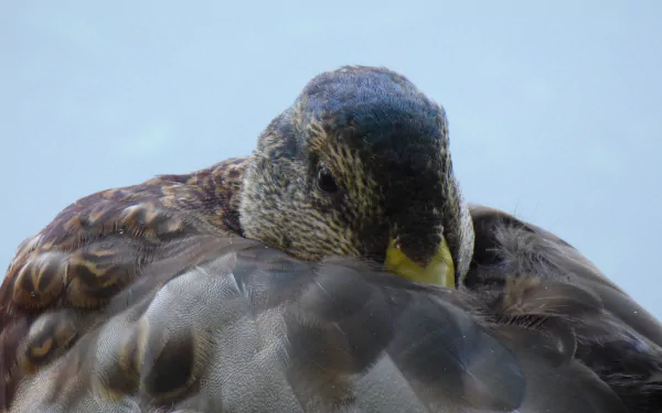 Animal duck HD Desktop Wallpaper | Background Image