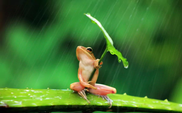 A tree frog sits on a leaf under falling rain, holding a small leaf as an umbrella. This vibrant image captures the charm of amphibian life in nature.