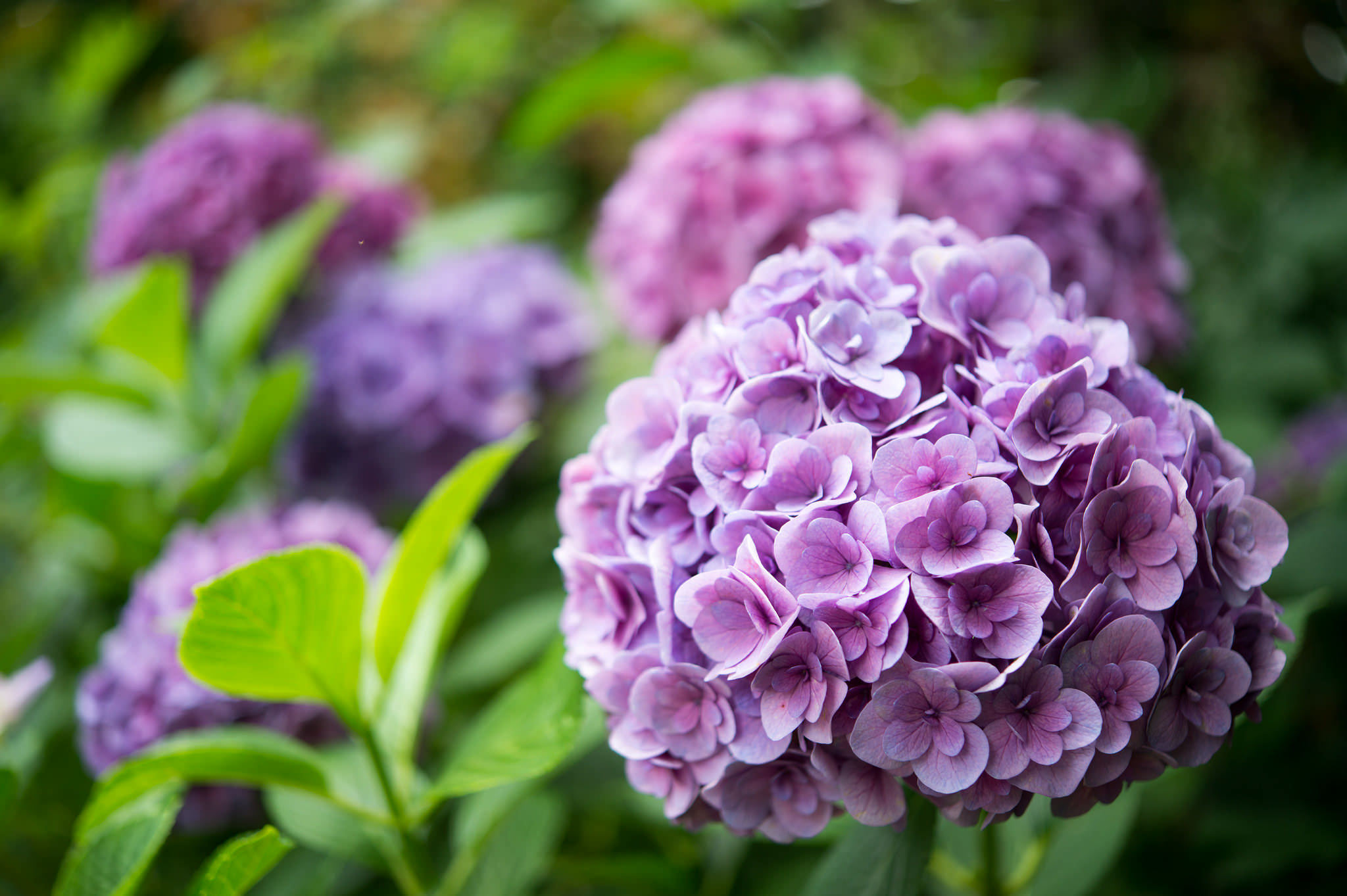 Download Purple Flower Close-up Flower Nature Hydrangea HD Wallpaper