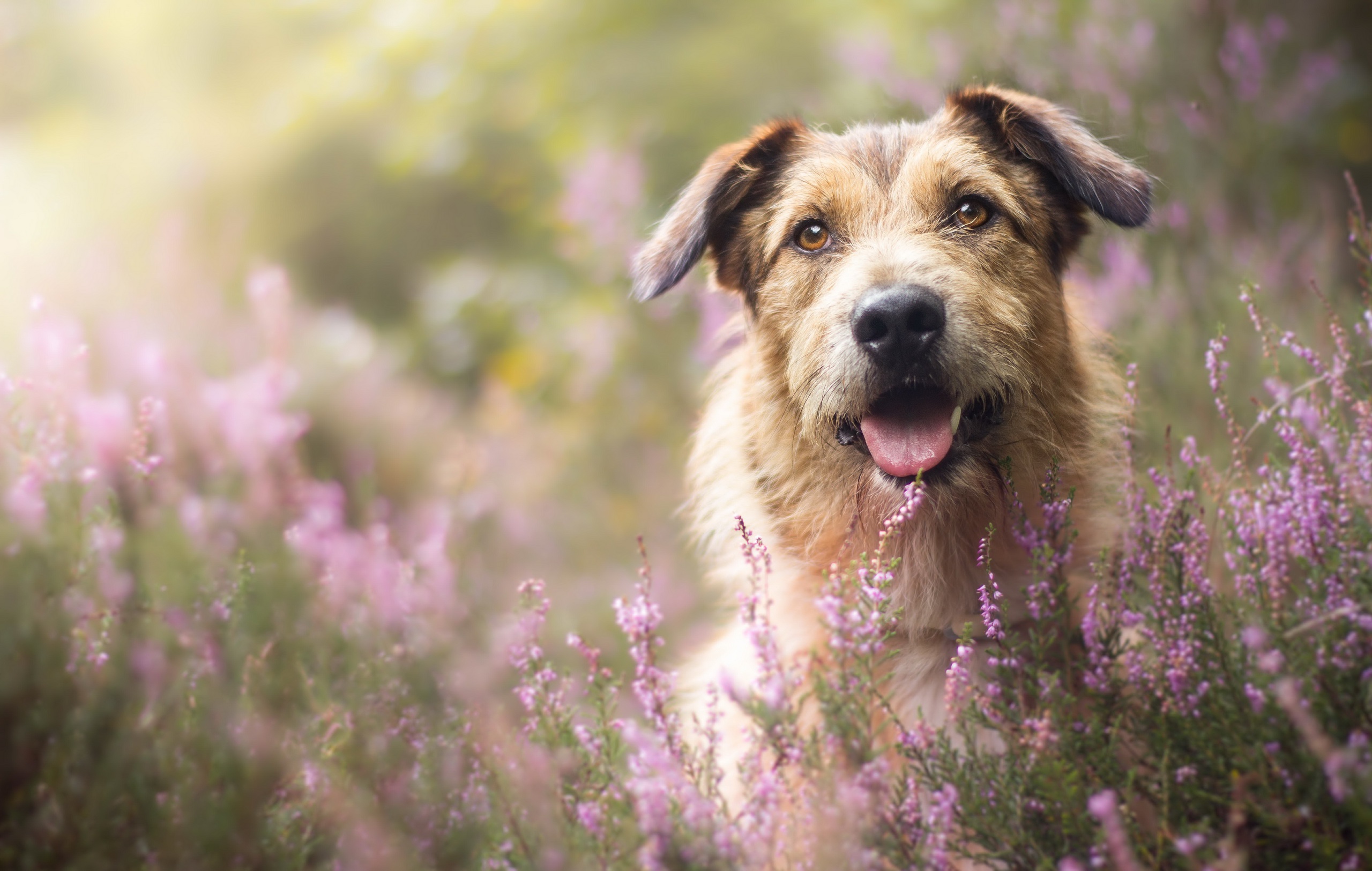 Download Depth Of Field Purple Flower Animal Dog HD Wallpaper