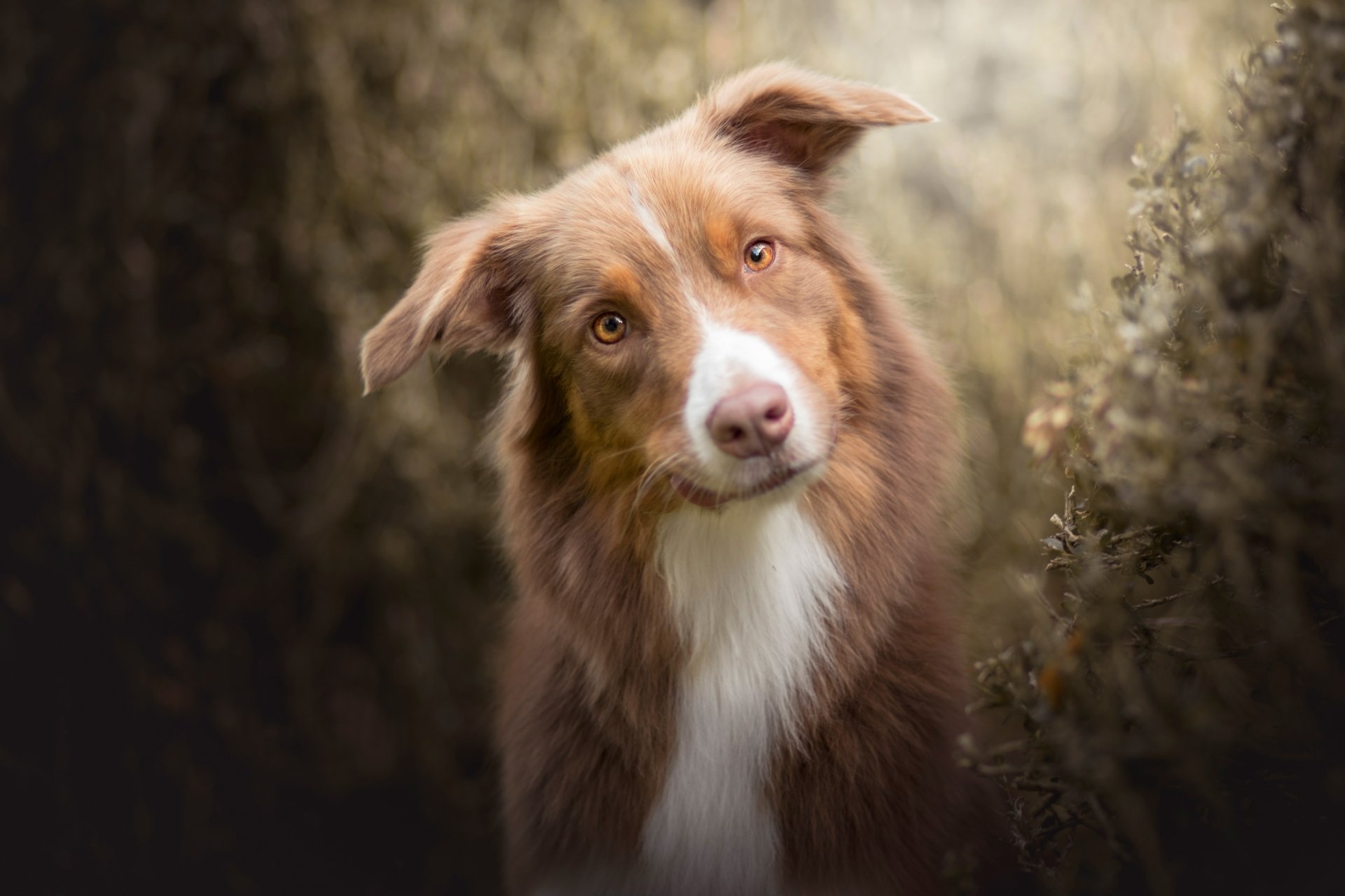 Charming Australian Shepherd In 4k Ultra Hd