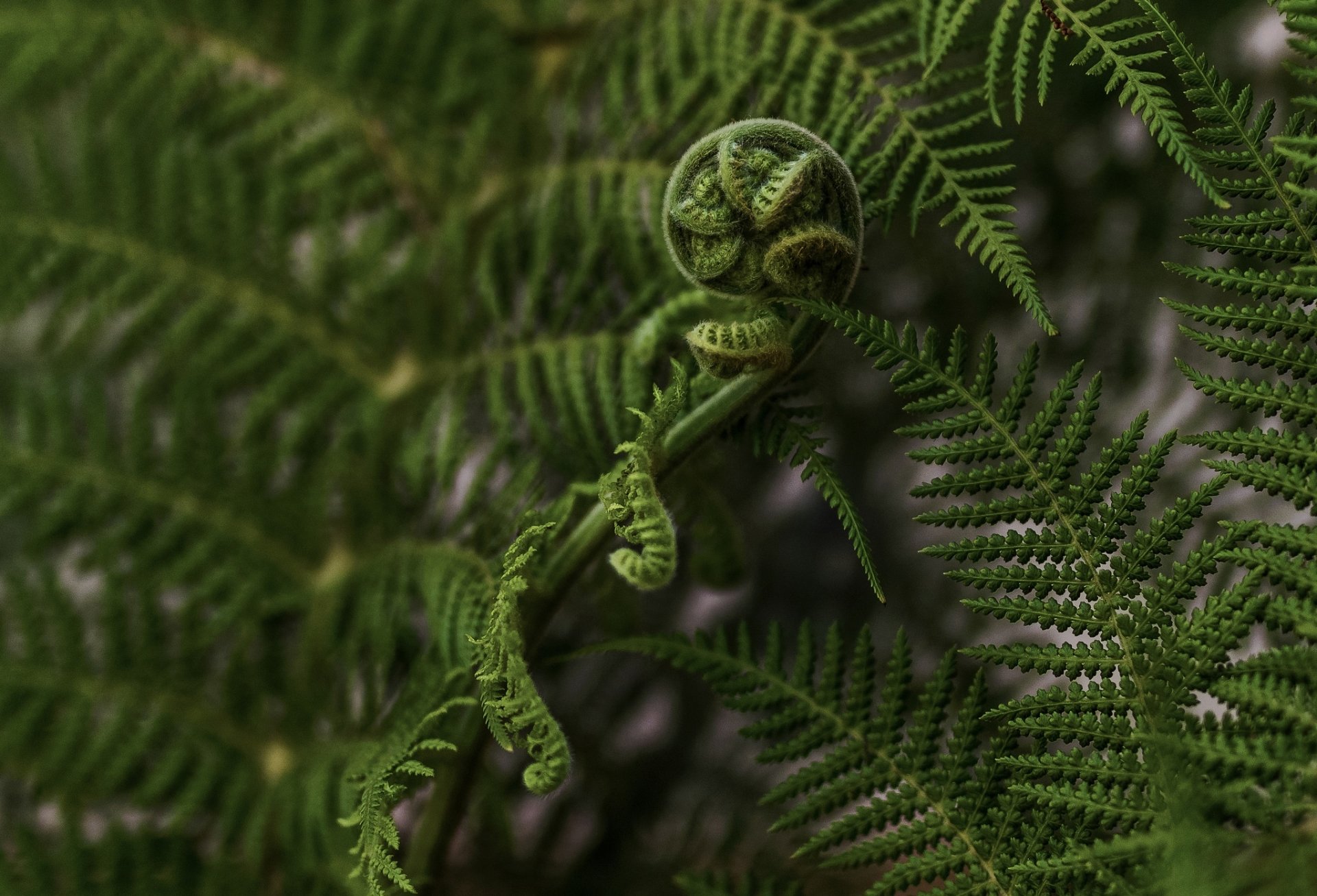 Download Greenery Macro Nature Fern Hd Wallpaper