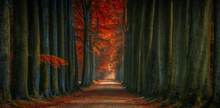 HD desktop wallpaper featuring a man-made road lined with tall trees displaying vibrant fall foliage, creating a captivating nature scene.