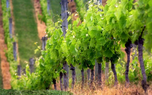 Lush green plantation with rows of leafy plants growing in soil, set against a natural landscape of grass and fields, captured in high-definition photography.