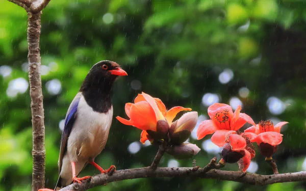 A red-billed blue magpie perched on a branch with vibrant red blossoms, captured in this HD PC desktop wallpaper featuring nature’s vivid colors and serene beauty.