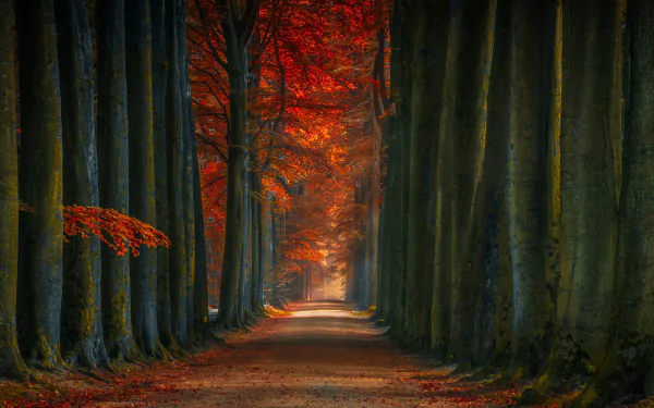HD desktop wallpaper featuring a man-made road lined with tall trees displaying vibrant fall foliage, creating a captivating nature scene.