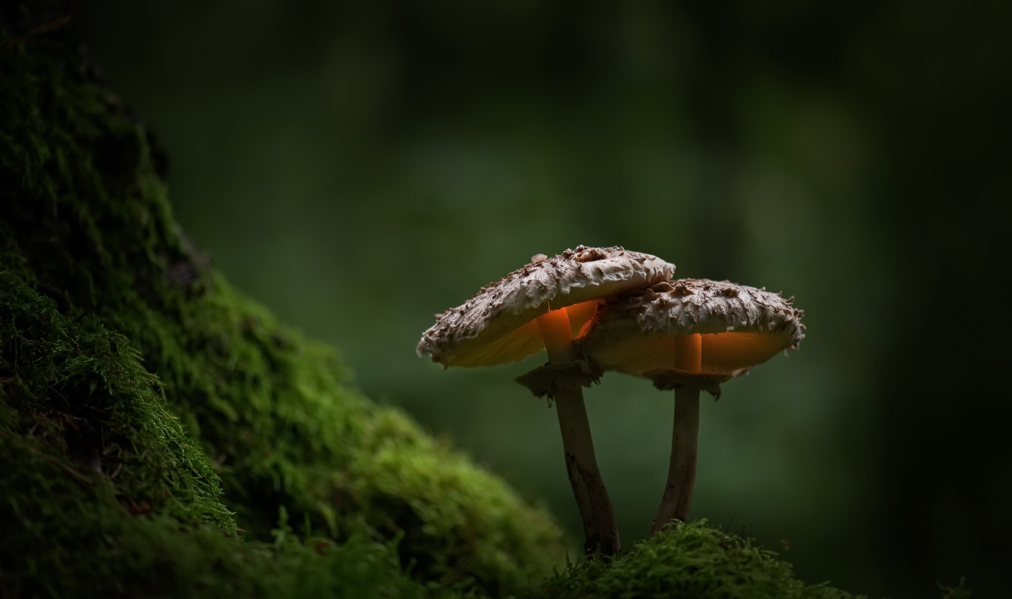 Download Macro Moss Fall Nature Mushroom HD Wallpaper