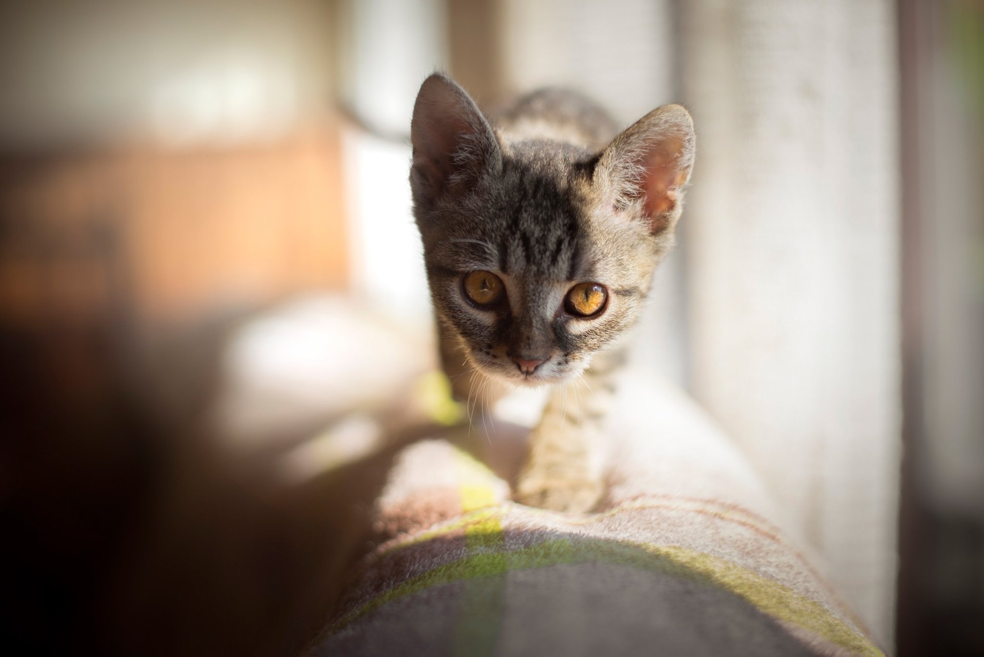 A baby kitten with bright eyes stares intently, bathed in warm sunny light, captured in HD for a PC desktop wallpaper background.