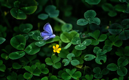 HD wallpaper featuring a serene scene of greenery with clover leaves, a yellow flower, and a blue butterfly.