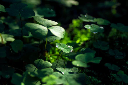 Close-up of clover leaves with water drops, showcasing vibrant greenery in a detailed 4K Ultra HD nature scene.