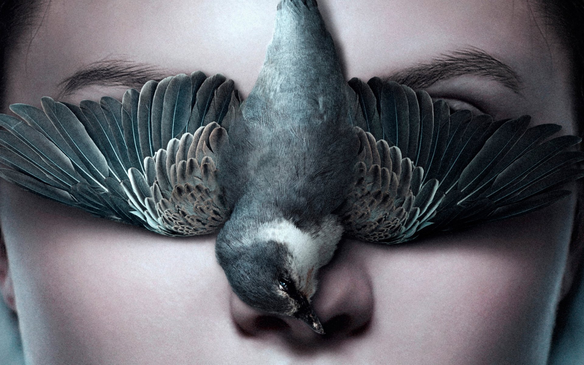 Download Face Bird Movie Thelma HD Wallpaper