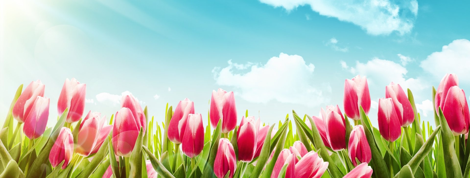 Download Pink Flower Sky Summer Flower Nature Tulip 4k Ultra HD Wallpaper