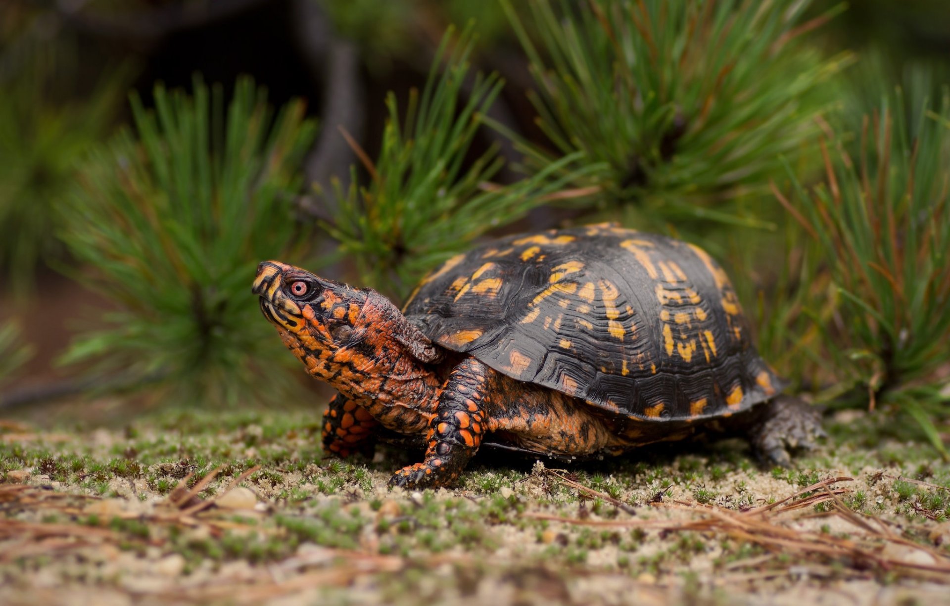 HD PC desktop wallpaper showing a detailed close-up of a turtle on the ground with green pine branches in the background.