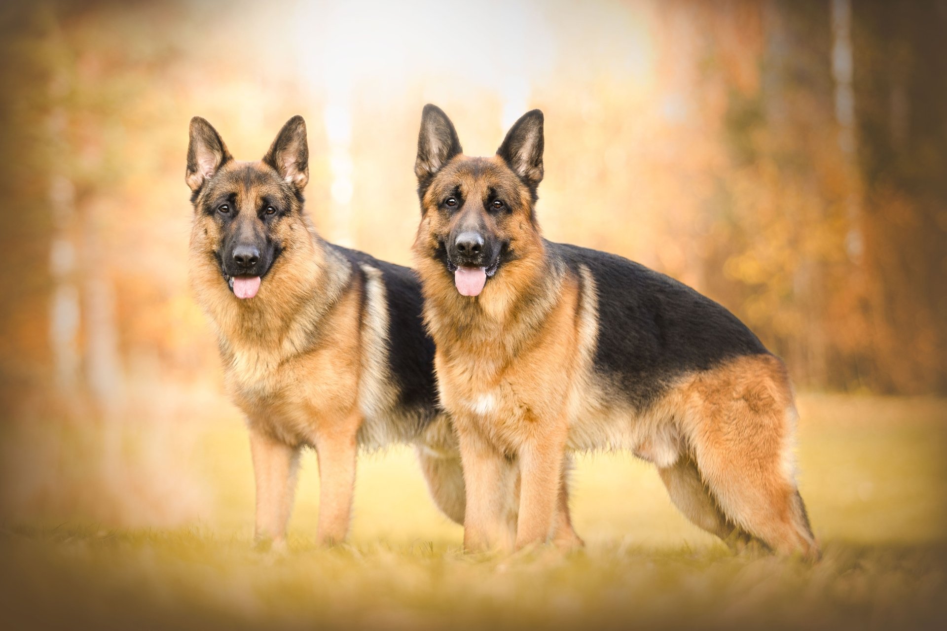Download Depth Of Field Dog Animal German Shepherd 4k Ultra HD Wallpaper