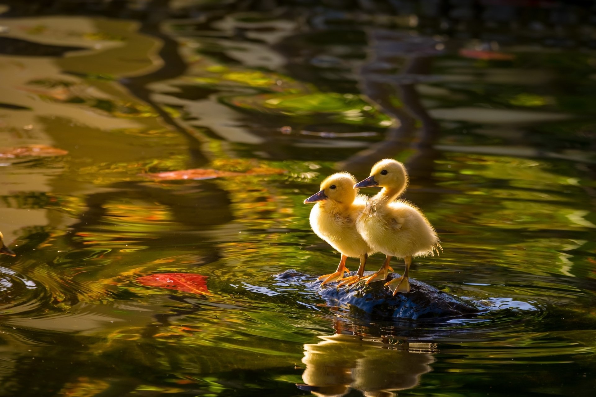 Two ducklings stand on a small rock surrounded by reflective water, showcasing baby birds in a serene natural setting.