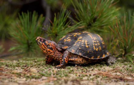 HD PC desktop wallpaper showing a detailed close-up of a turtle on the ground with green pine branches in the background.