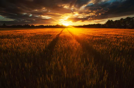 A vibrant summer sunrise over a golden field, capturing the essence of nature and the Summer Solstice in stunning HD quality.