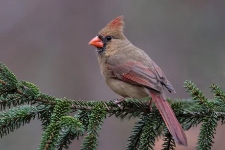 HD desktop wallpaper featuring a detailed close-up of a cardinal bird perched on a green pine branch against a soft blurred background.