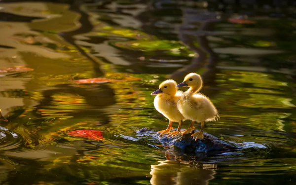 water reflection duckling baby animal bird Animal duck HD Desktop Wallpaper | Background Image