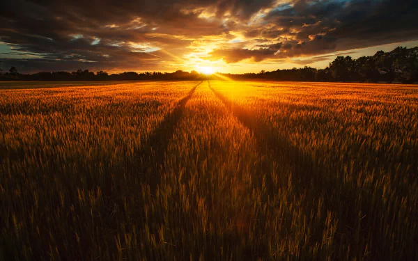 A vibrant summer sunrise over a golden field, capturing the essence of nature and the Summer Solstice in stunning HD quality.