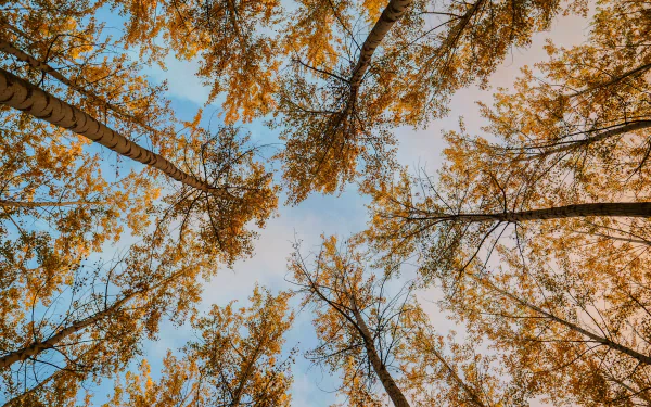  Tall Autumn Trees