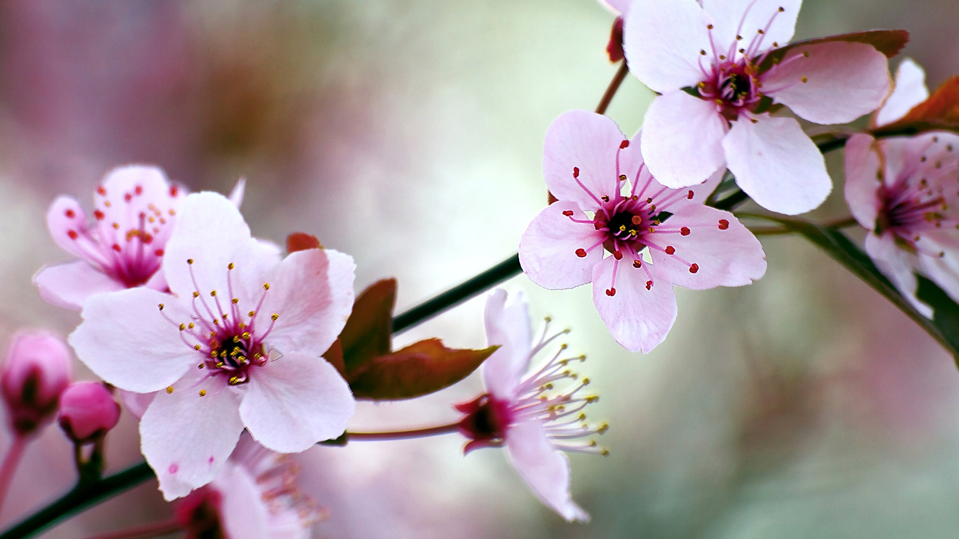 Blossom HD Wallpaper