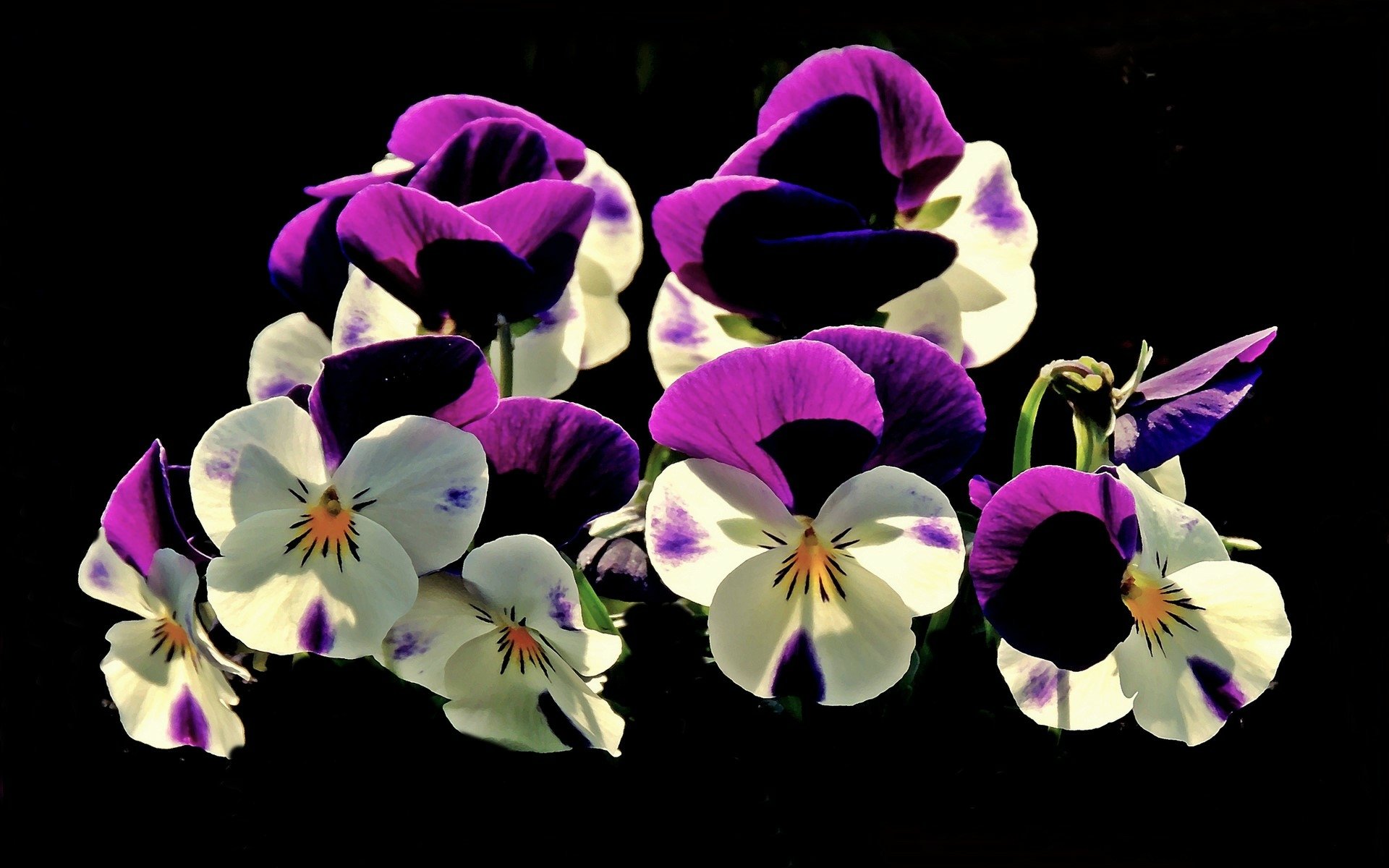 Nature Pansy HD Wallpaper