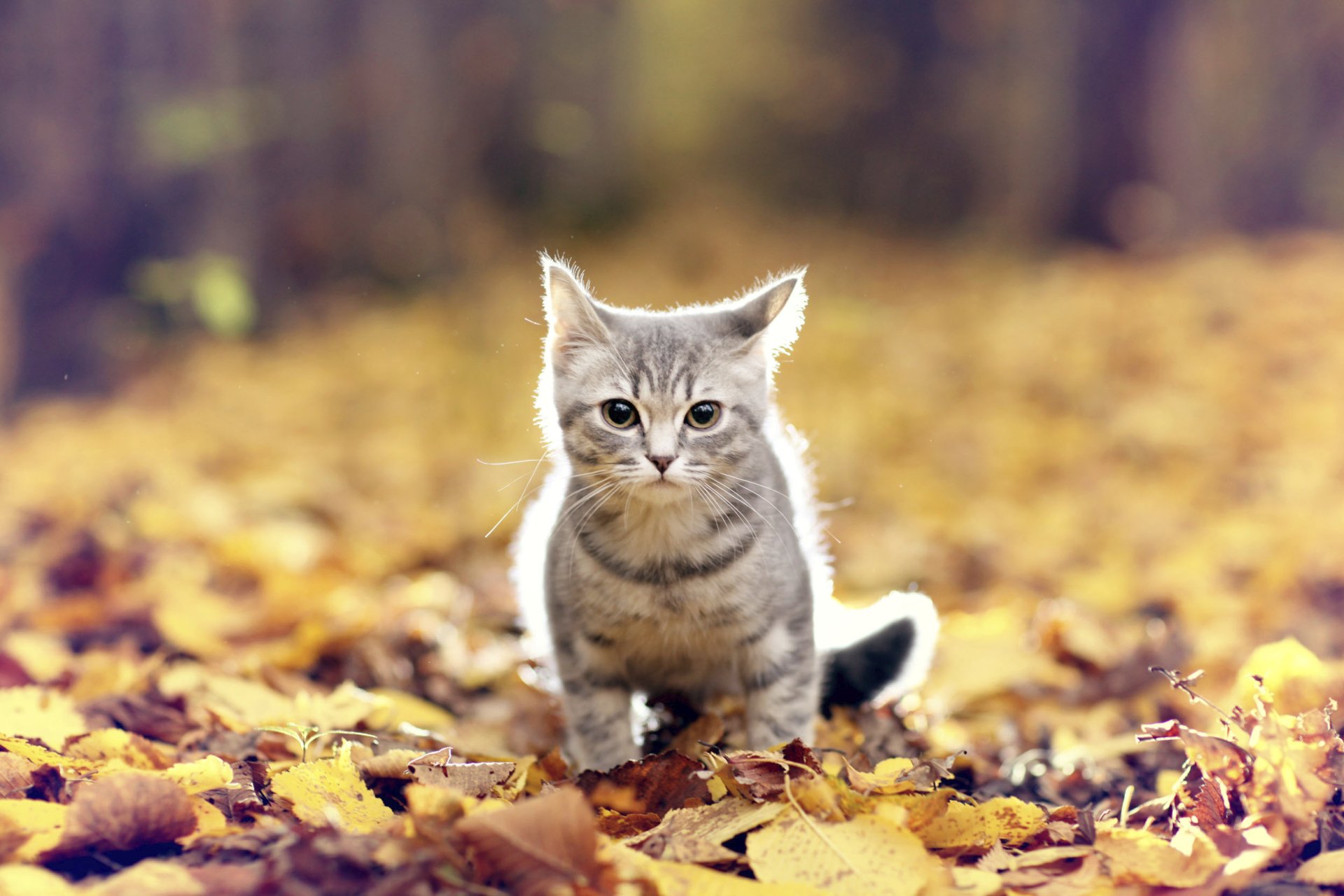 Download Kitten Leaf Fall Stare Animal Cat HD Wallpaper