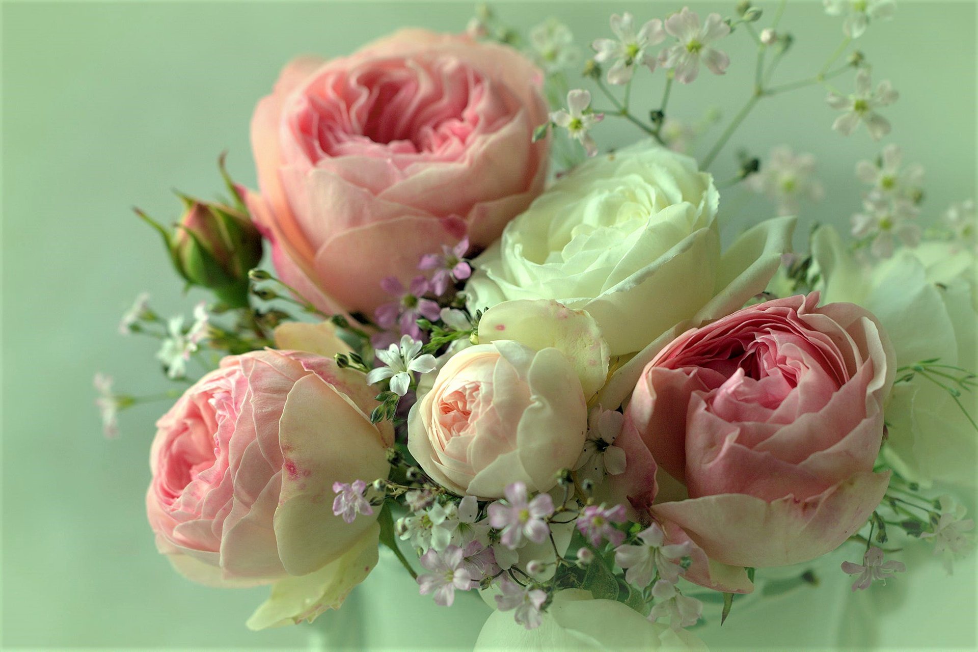 Elegant Pink White Blooms HD Nature Floral Wallpaper 1920x1280 