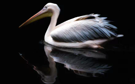 A pelican glides on dark water, its reflection mirroring the bird in this stunning 4K Ultra HD desktop wallpaper showcasing animal beauty and serenity.