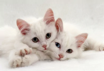heterochromia Animal cat HD Desktop Wallpaper | Background Image