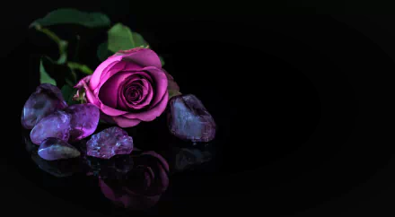 HD desktop wallpaper featuring a still life of a vibrant purple rose resting on smooth stones, with a clear reflection on the glossy black surface.