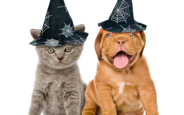 Kitten and puppy wearing spiderweb witch hats sit side-by-side on a white background — Halloween holiday baby animals; 5K Ultra HD PC desktop wallpaper of cat & dog.