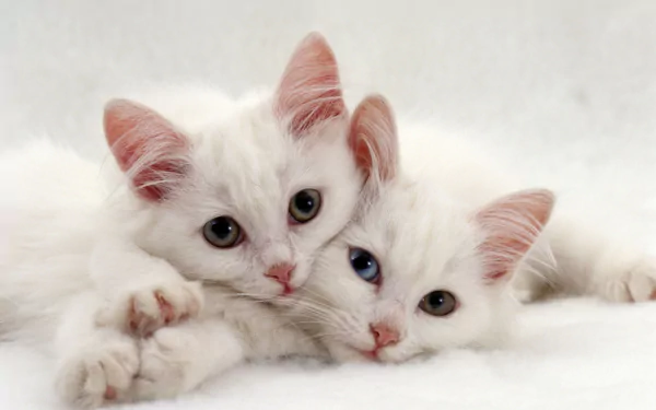 heterochromia Animal cat HD Desktop Wallpaper | Background Image