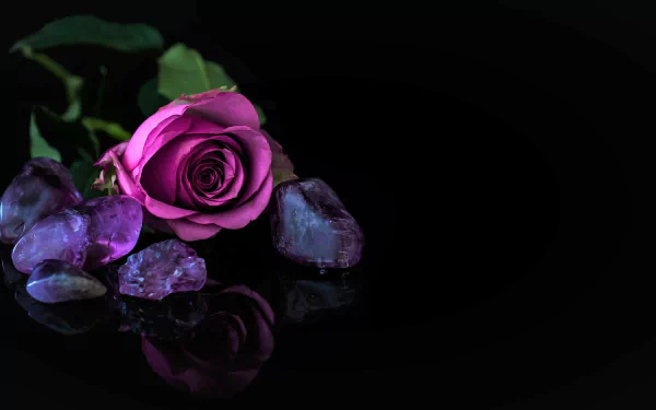 HD desktop wallpaper featuring a still life of a vibrant purple rose resting on smooth stones, with a clear reflection on the glossy black surface.