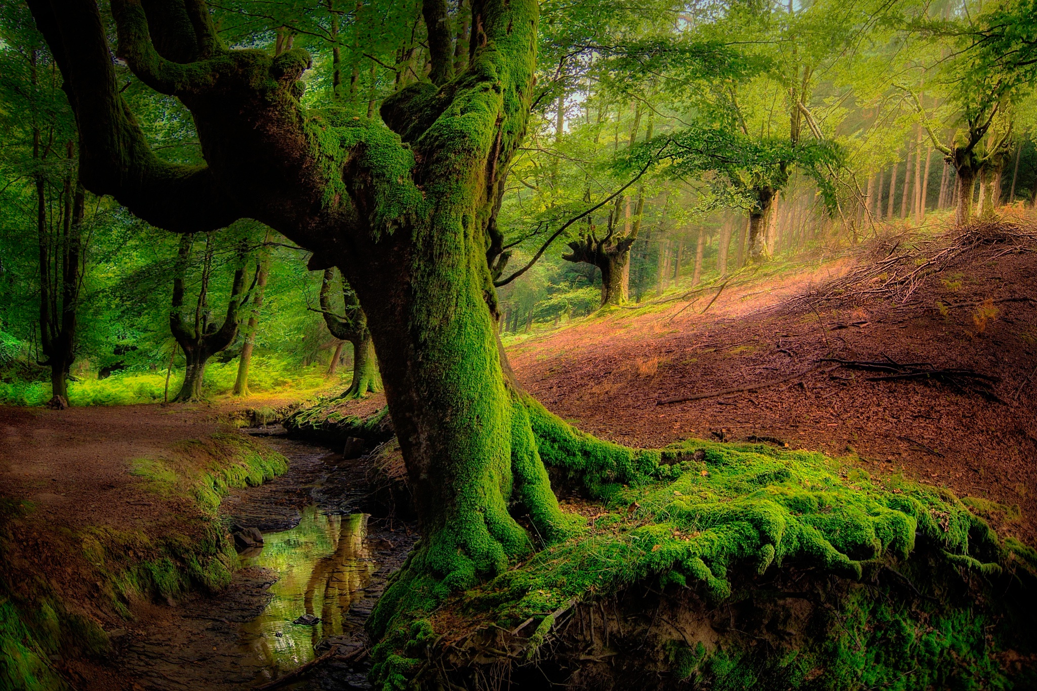 Download Greenery Moss Tree Nature Forest HD Wallpaper