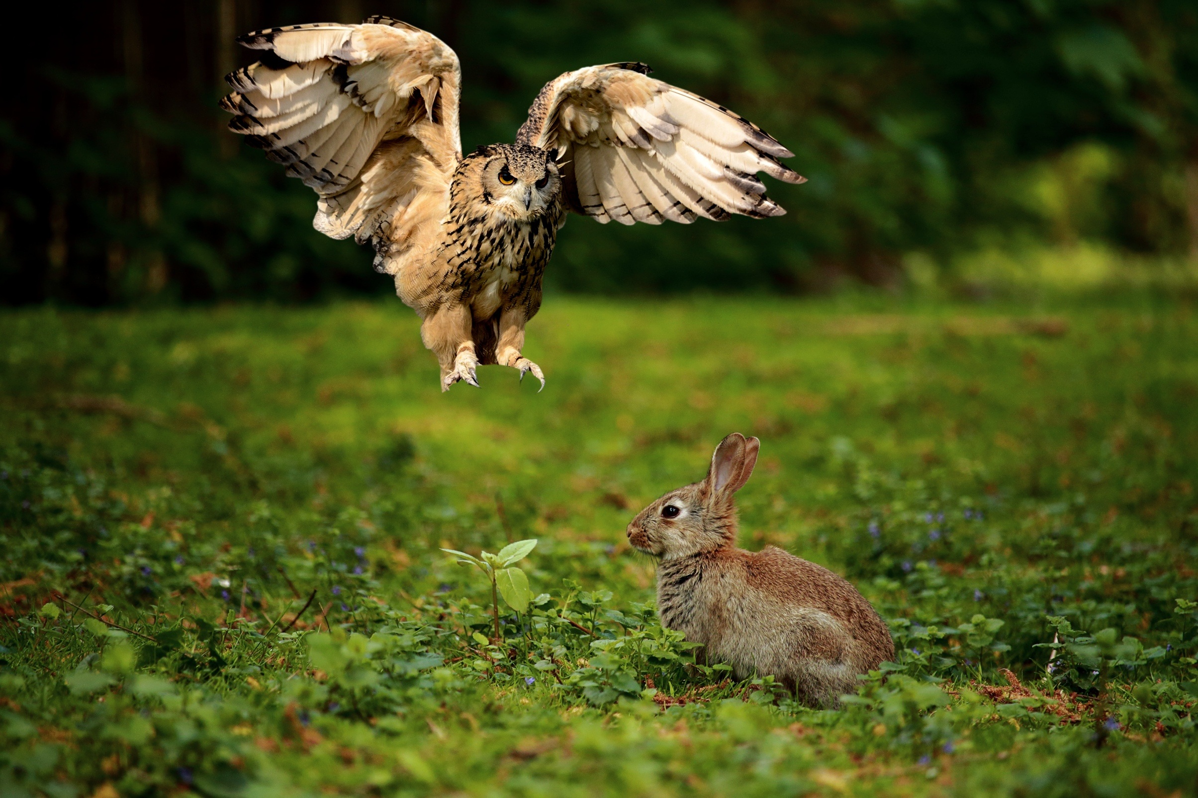 Owl Hunting a Rabbit by Capri23auto