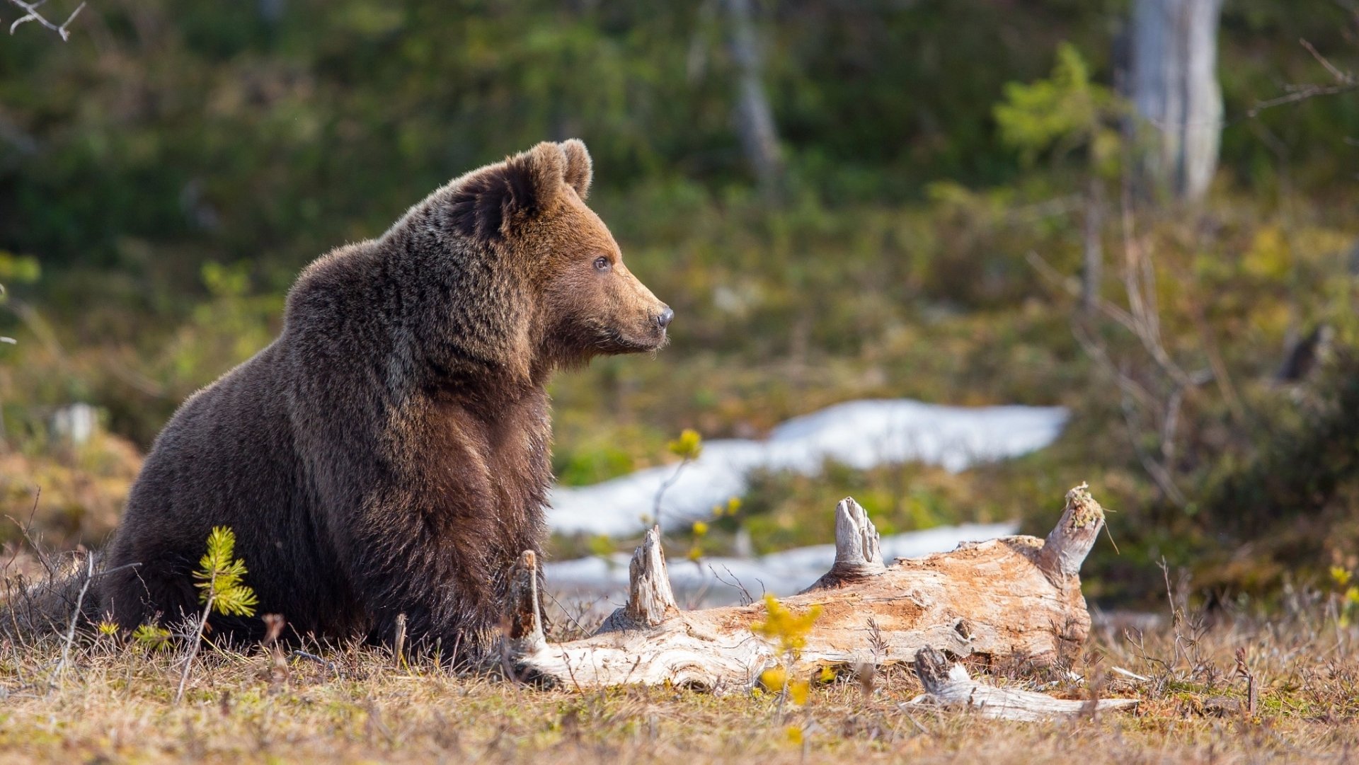 HD desktop wallpaper featuring a bear in sharp focus with a blurred natural background, showcasing depth of field in a serene forest setting.
