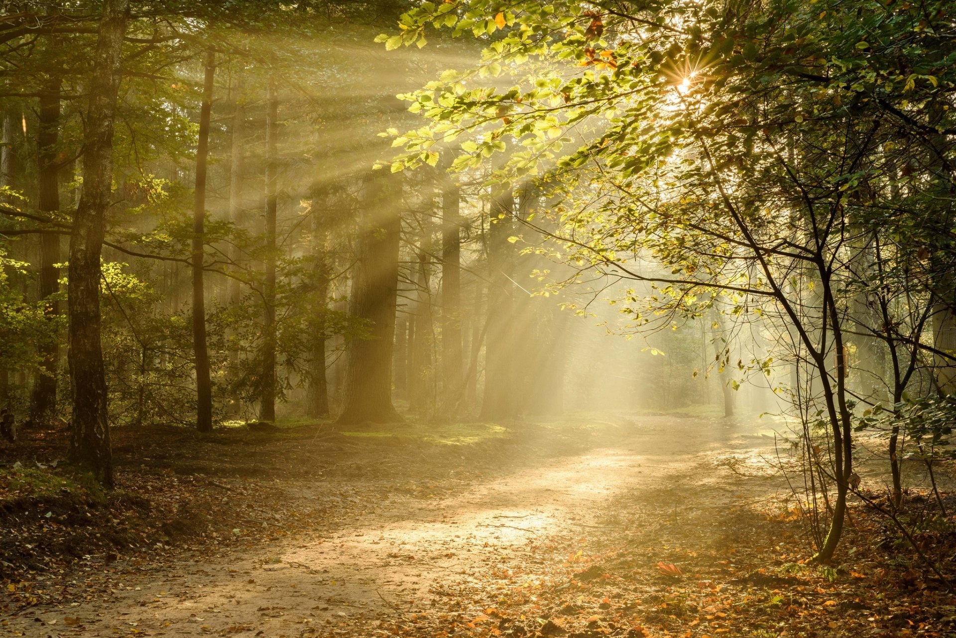 Nature Sunbeam HD Wallpaper