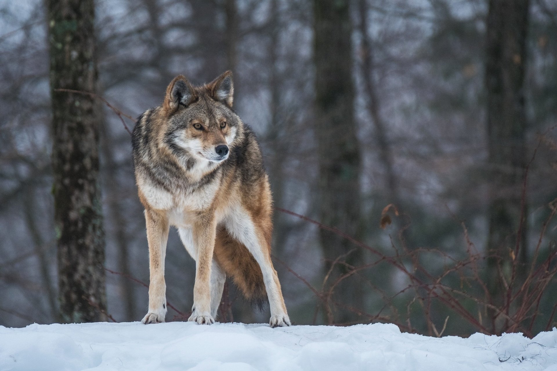 HD PC desktop wallpaper: wild wolf (animal) standing on snow in winter, sharp subject with depth-of-field blurred forest background.