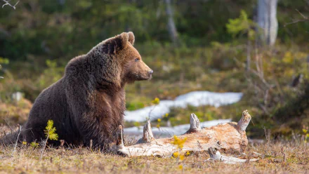 depth of field Animal bear HD Desktop Wallpaper | Background Image