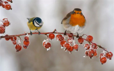 Blue tit and robin perched on an icy, berry-laden branch in winter — HD PC desktop wallpaper/background.