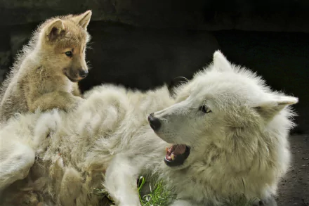 A tender moment captured between a white wolf and a baby animal wolf, showcased in this HD PC desktop wallpaper and background.