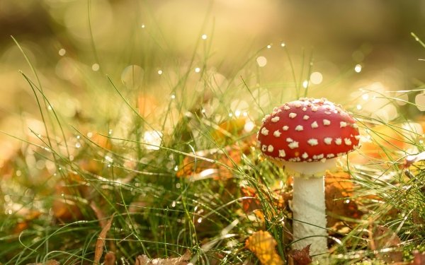 Earth Mushroom Nature Bokeh Fall Close-Up Grass HD Wallpaper | Background Image