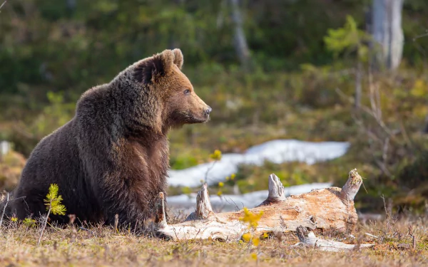 depth of field Animal bear HD Desktop Wallpaper | Background Image