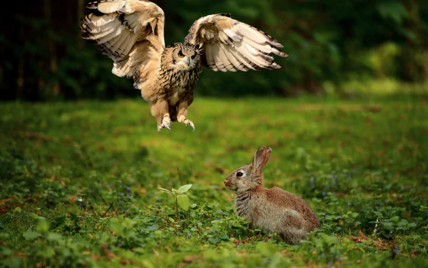  Owl Hunting a Rabbit by Capri23auto