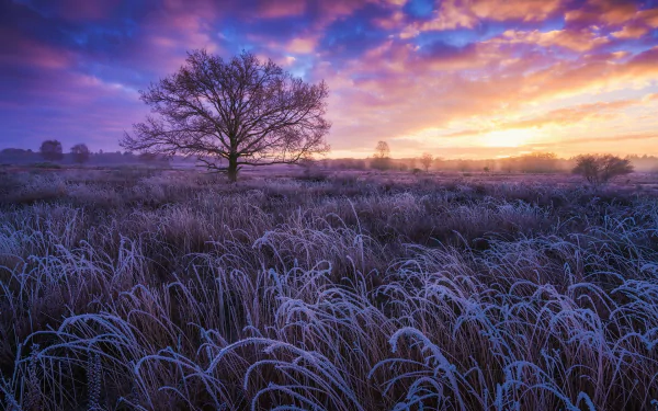  First Frost at Sunset