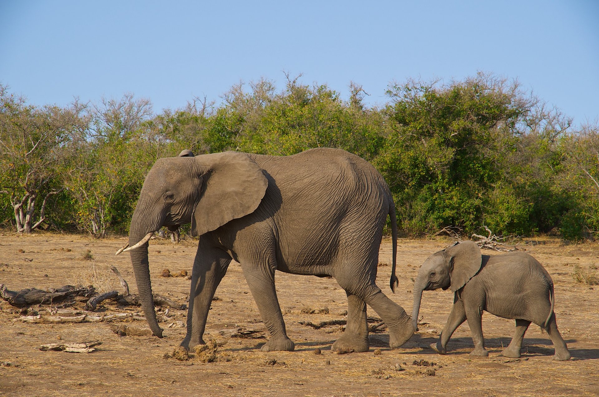 A baby African bush elephant walking beside an adult in a natural savanna landscape, captured in 4K Ultra HD quality.